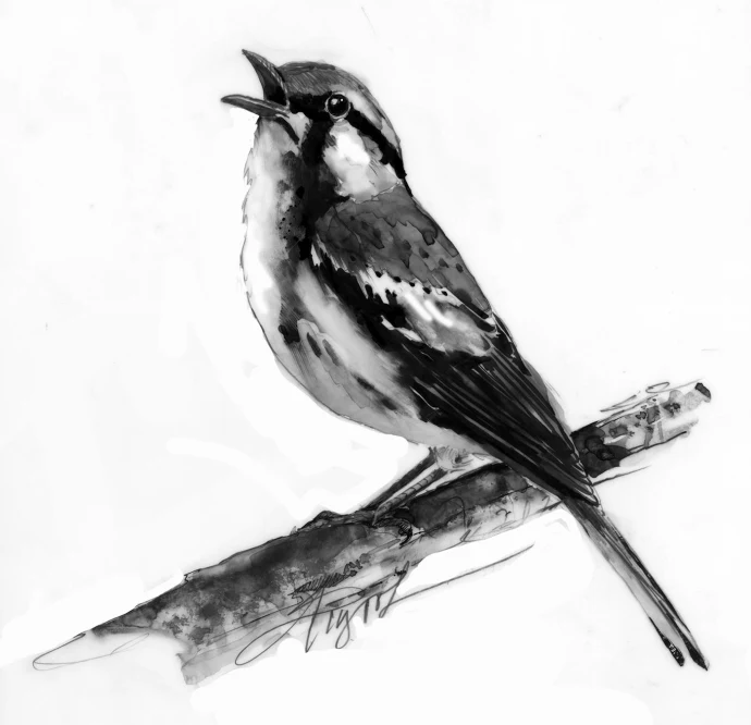 Chestnut sided warbler