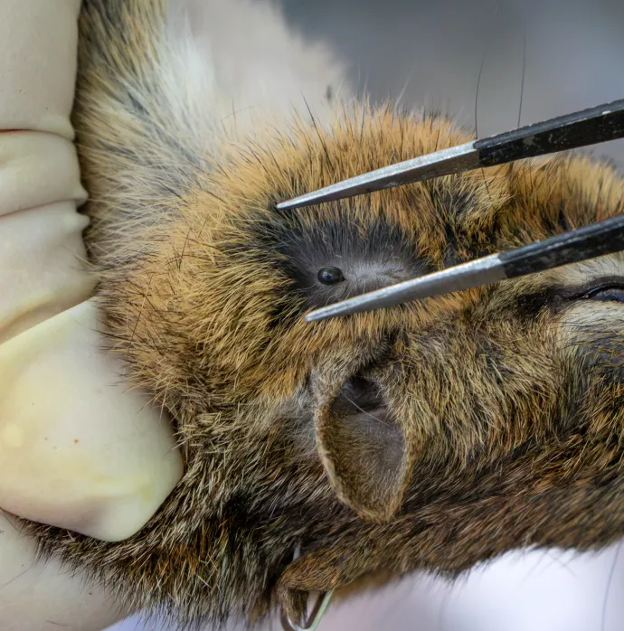 Chipmunk