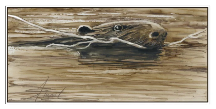 beaver