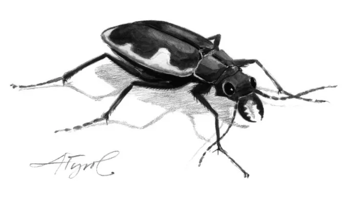 Cobblestone tiger beetle