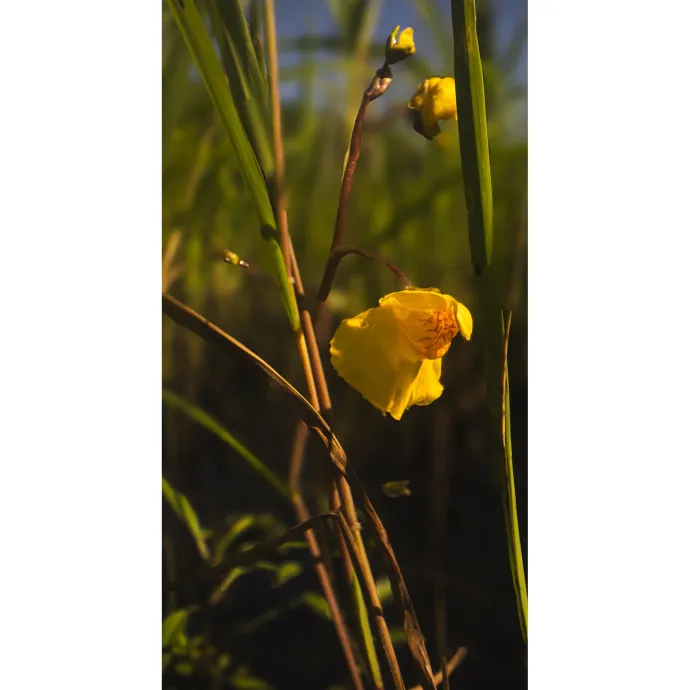 Common bladderwort