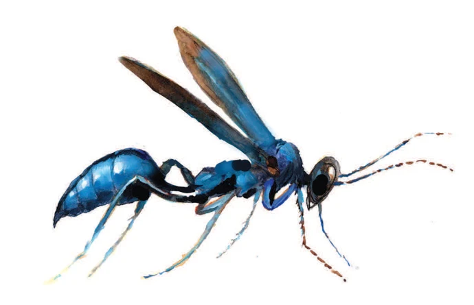 common-blue-mud-dauber-wasp.jpeg