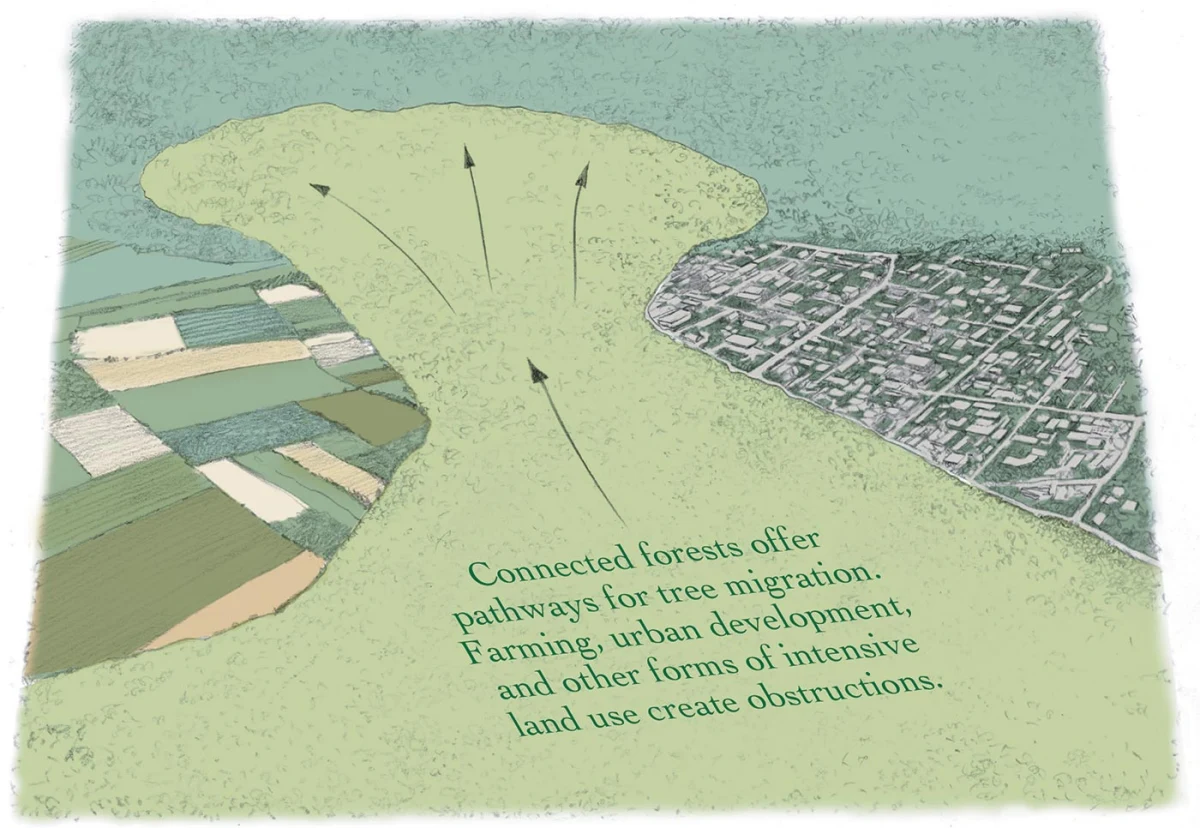 Connected forests