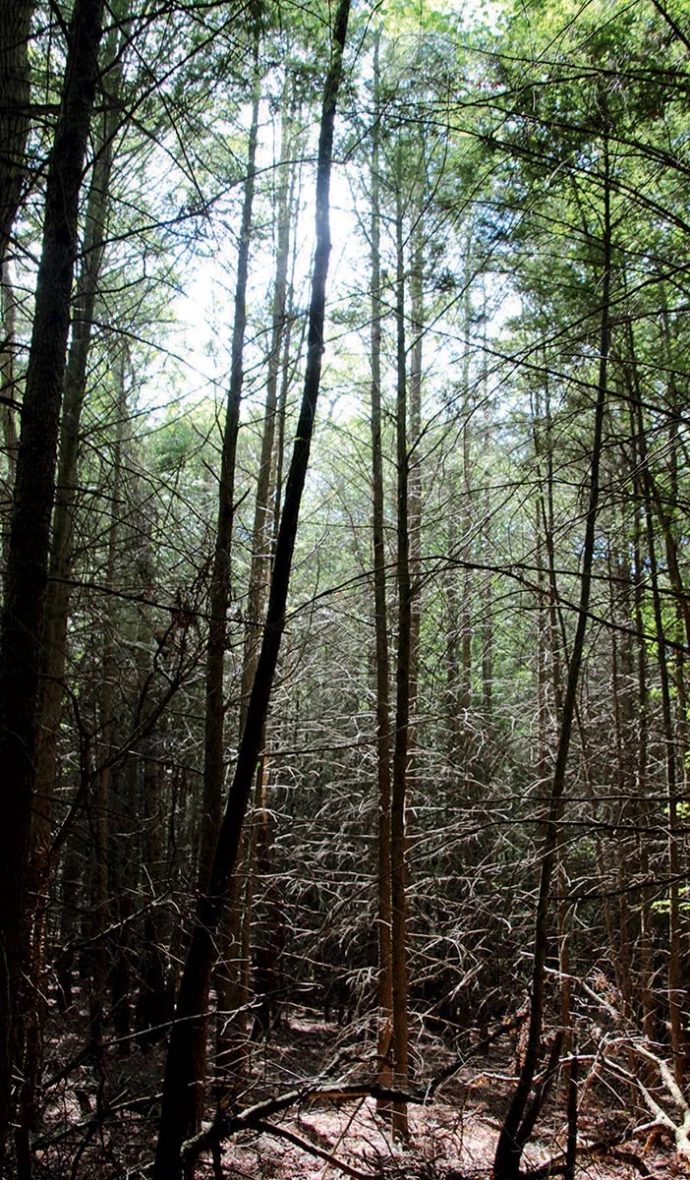 Crowded hemlock