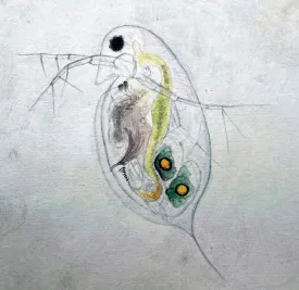 Daphnia thumbnail