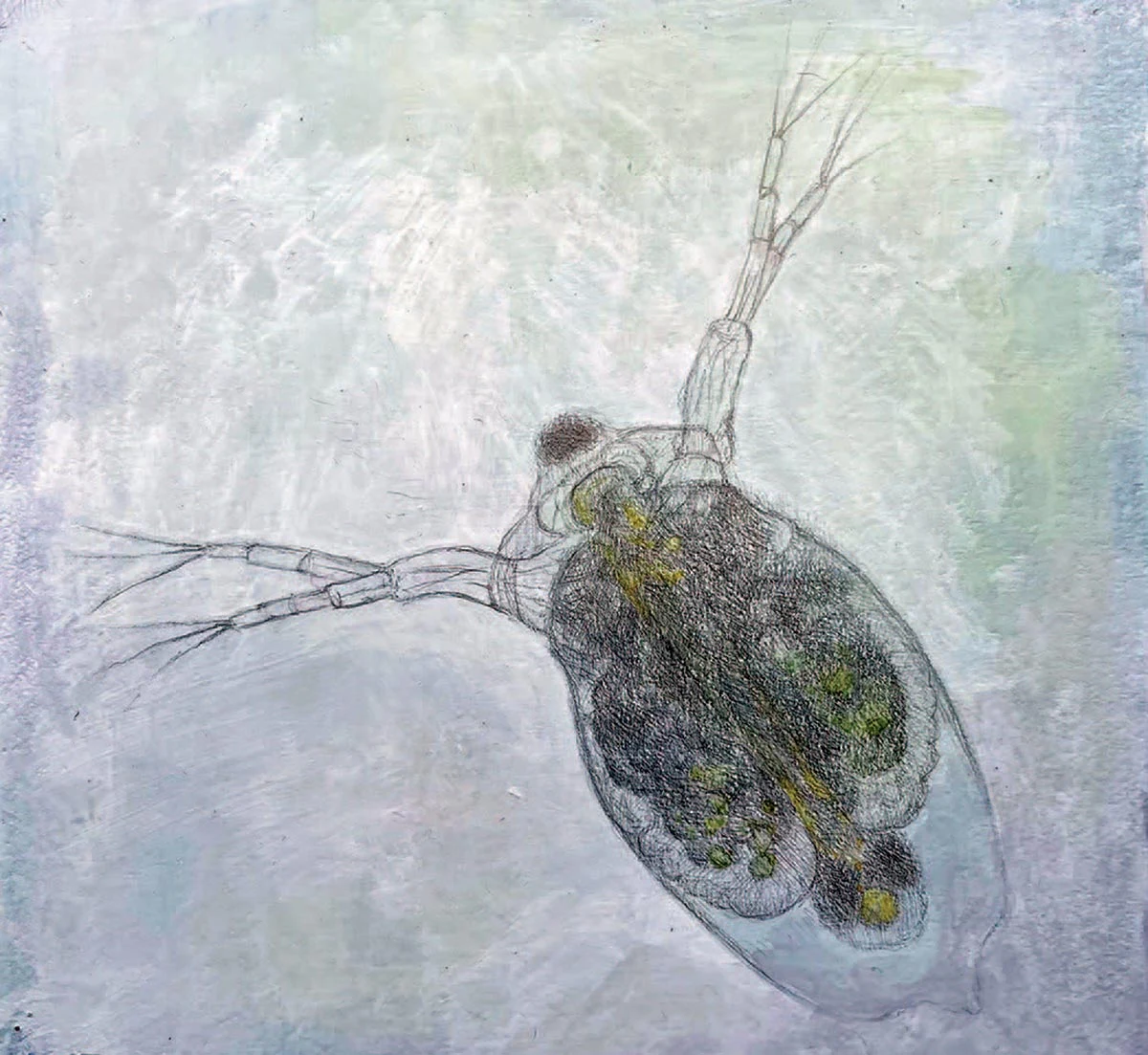 Daphniid