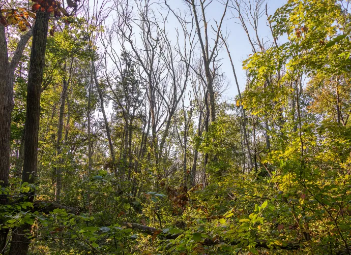 Dead trees