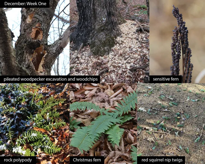 December nature