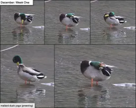 December ducks thumbnail
