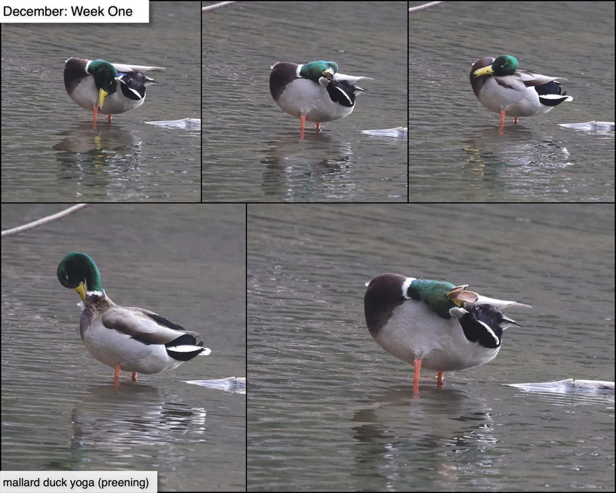 December ducks