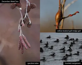 December nature thumbnail
