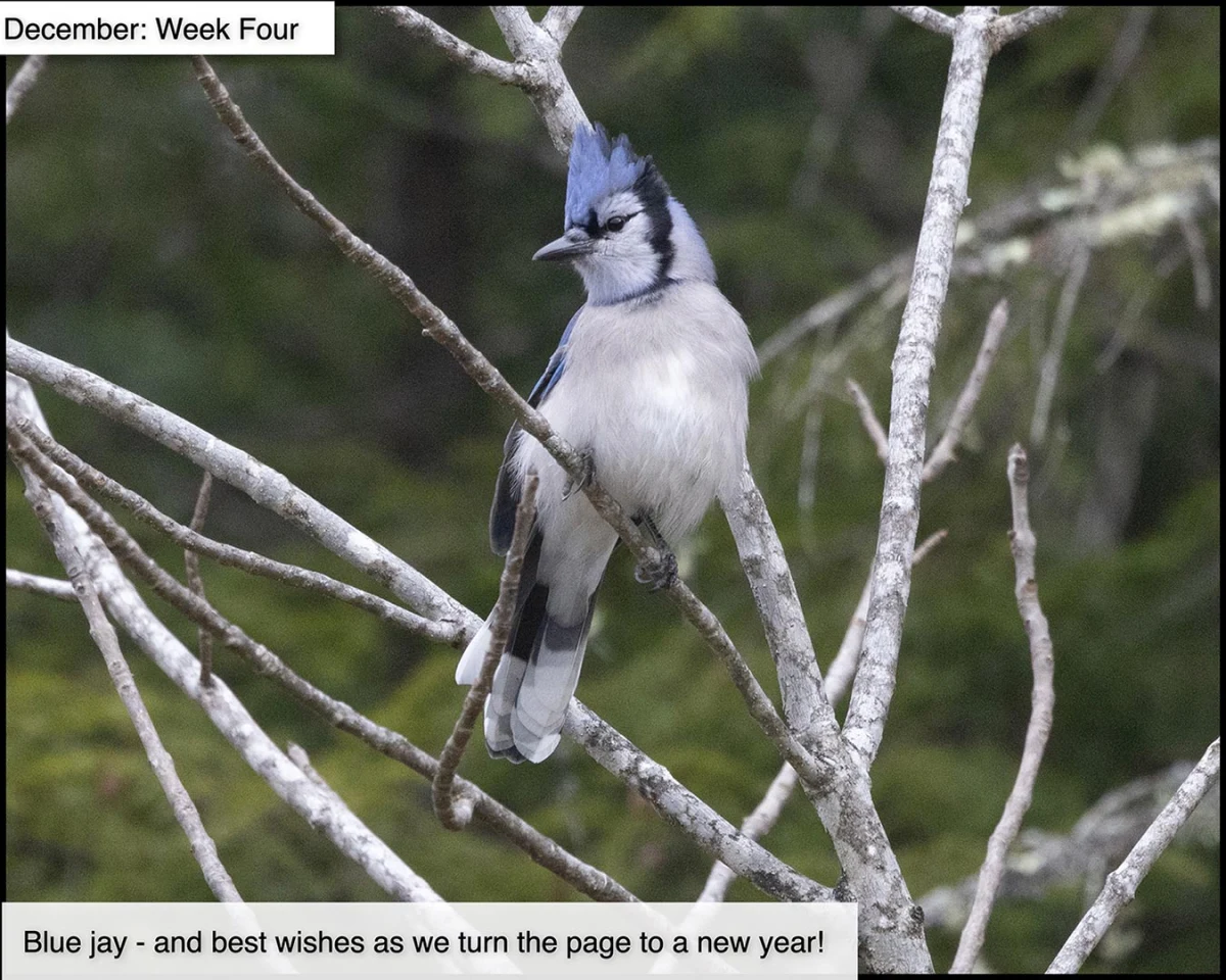 Blue jay