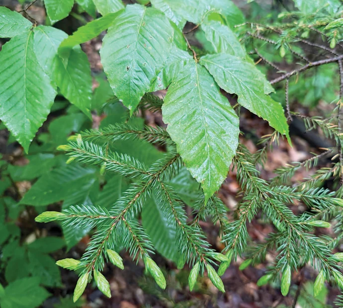 Deciduous and evergreen