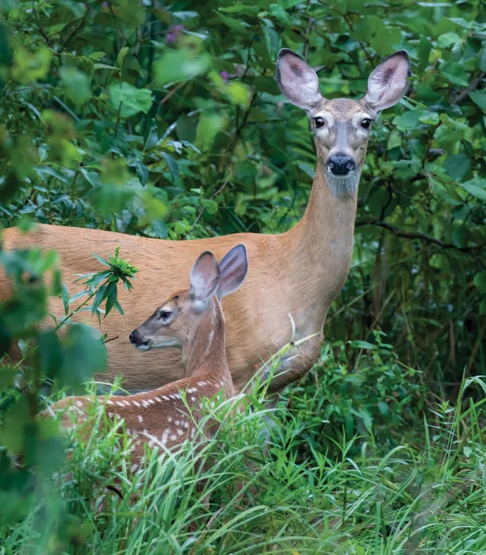 Deer