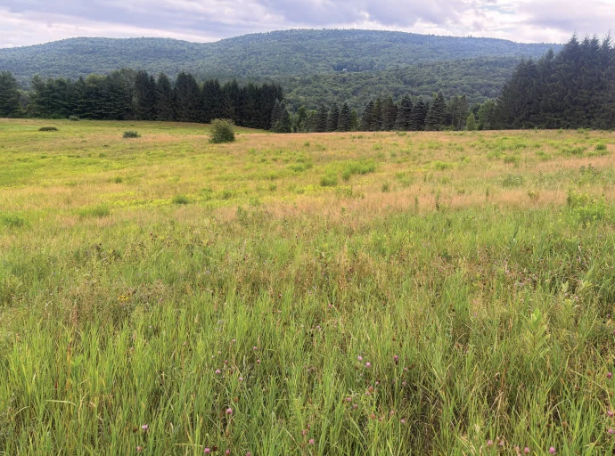 Field