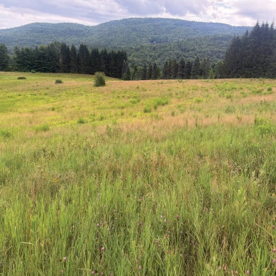 Field cover by Kevin Tolan