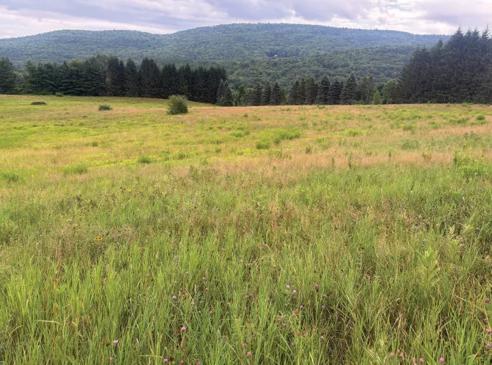 Field