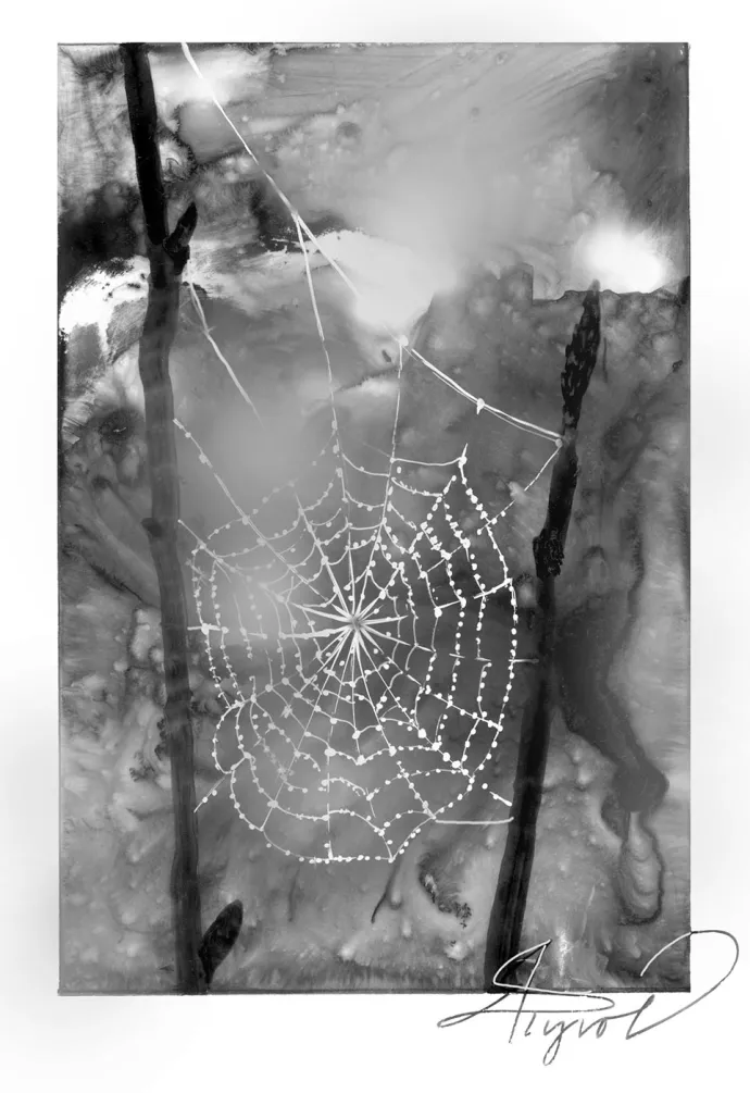 Dewy spider web