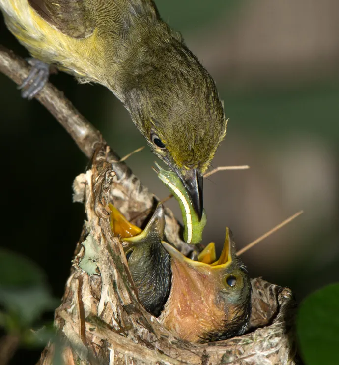 Vireo