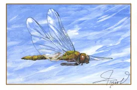 Dragonfly migration thumbnail