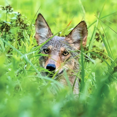 Coyote hunting cover by Dale Monette