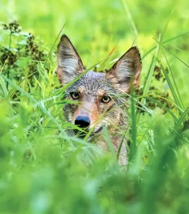 Coyote hunting thumbnail