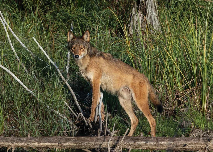 Eastern wolf