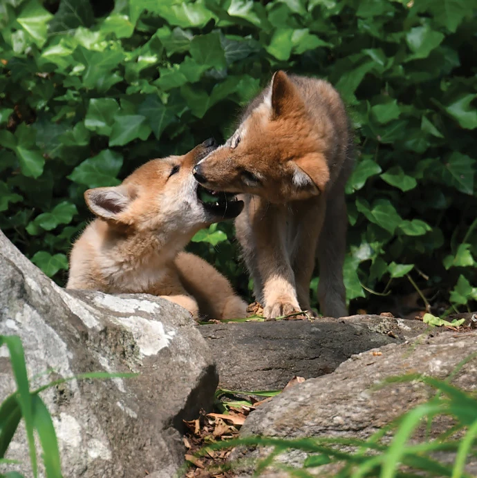 Wolfpups