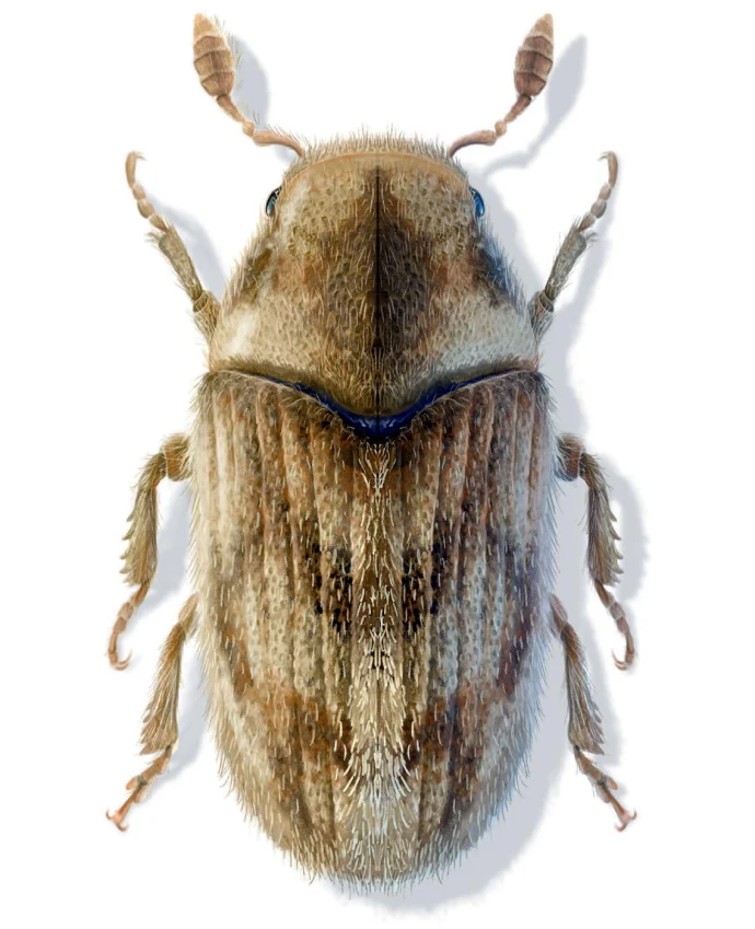 Eastern Ash Bark Beetle