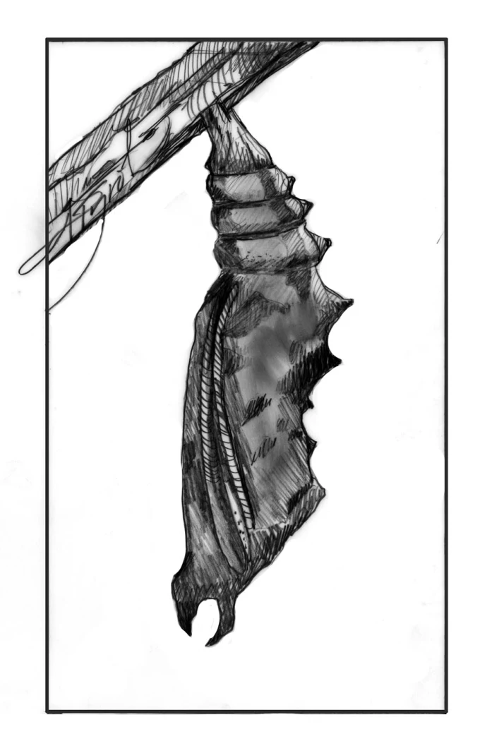 Eastern comma chrysalis