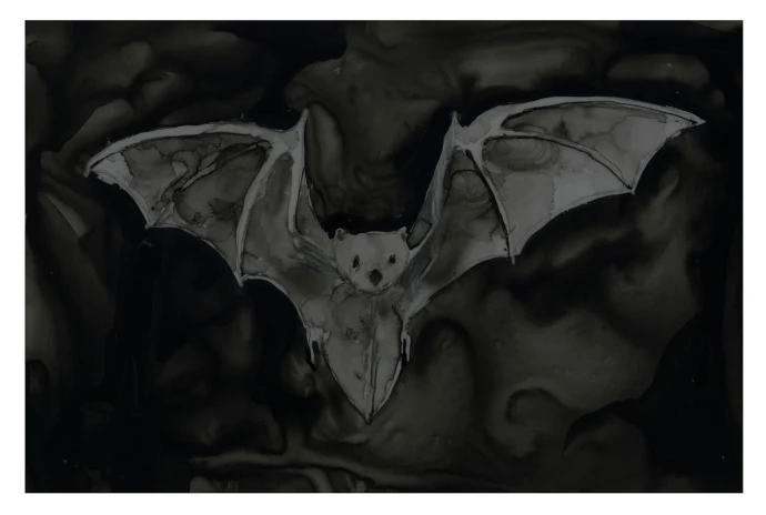 Eastern red bat