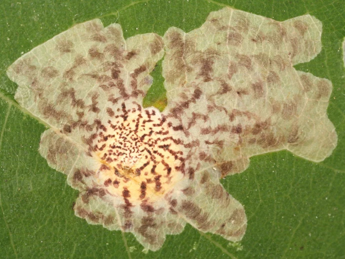 Leaf mine