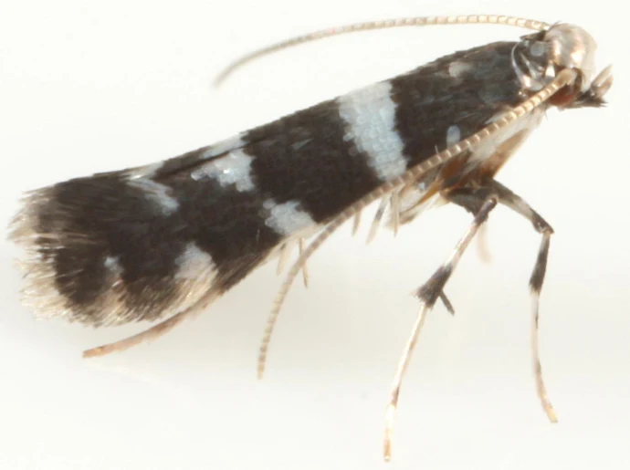 Moth