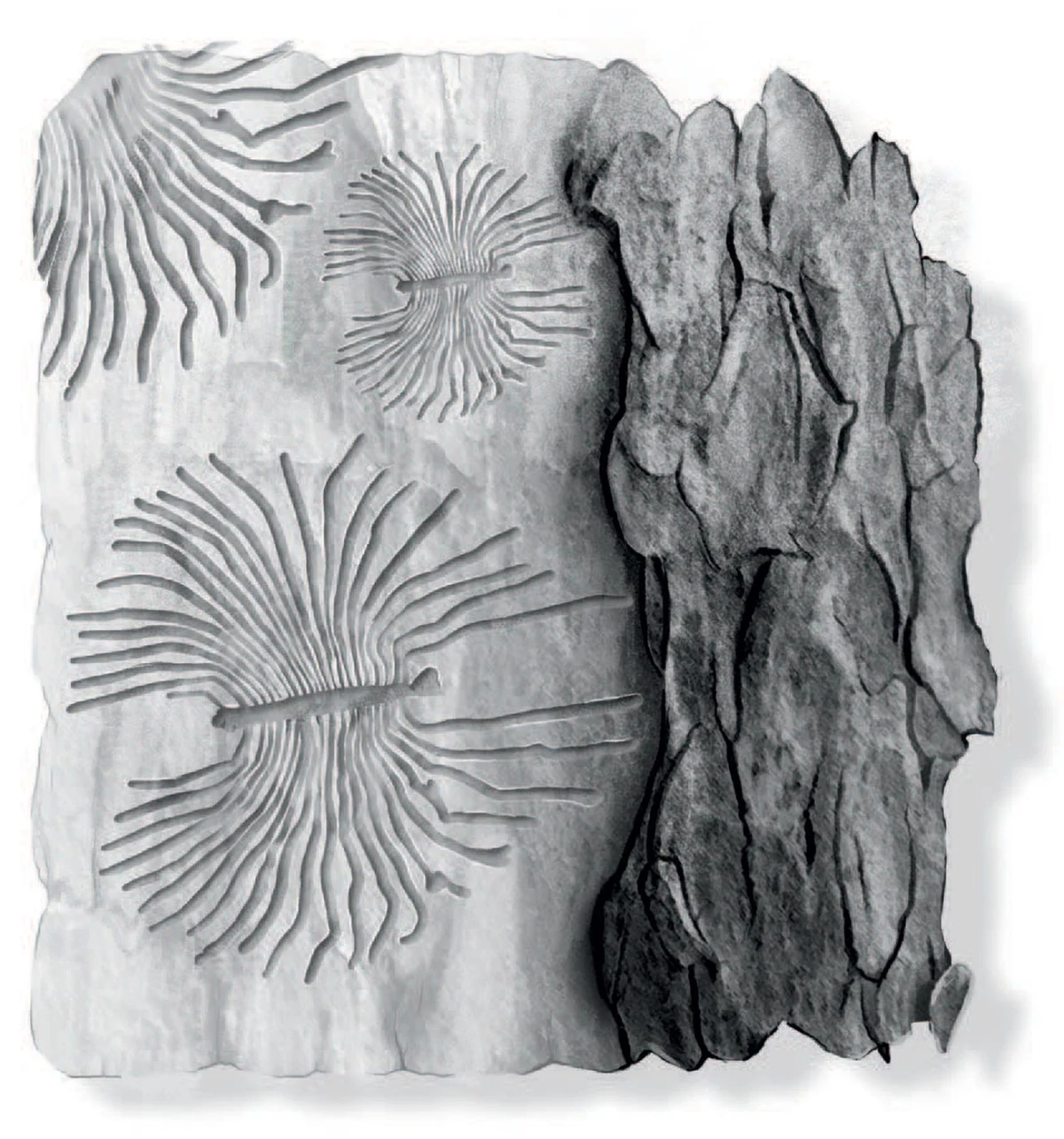 Elm bark beetles