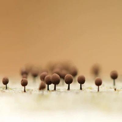 enerthenema-papillatum.jpeg cover