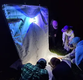 Moth ball thumbnail
