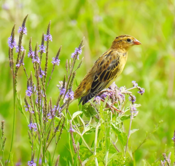 Bobolink