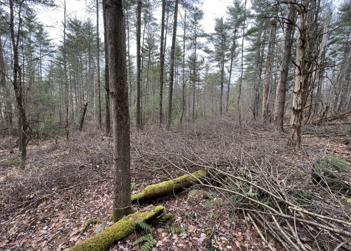 Buckthorn