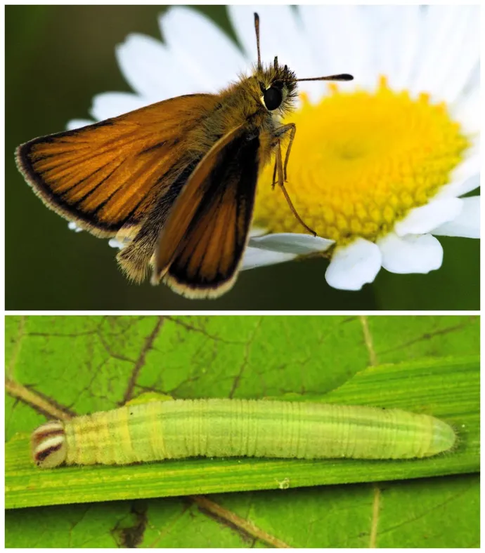 European skipper