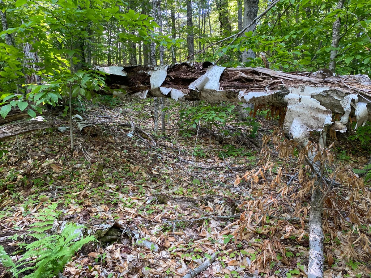 Fallen birch