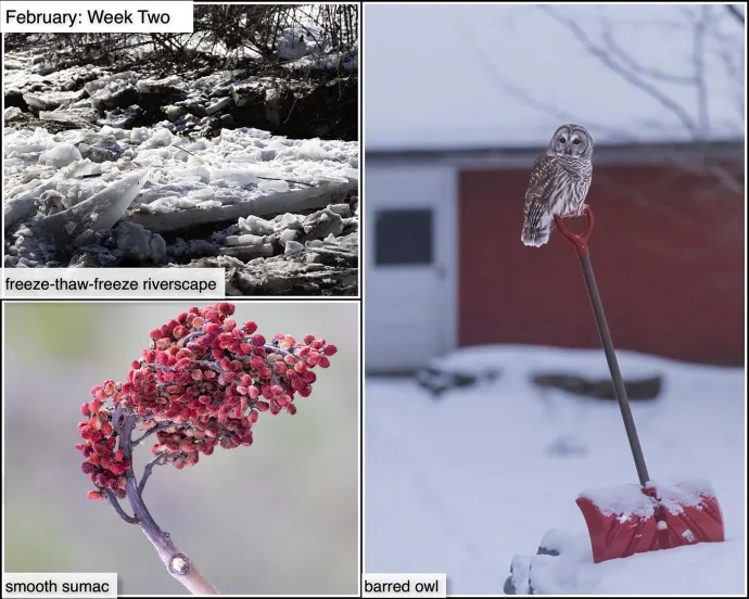 February nature
