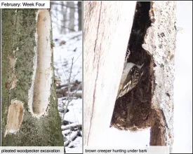 February nature thumbnail