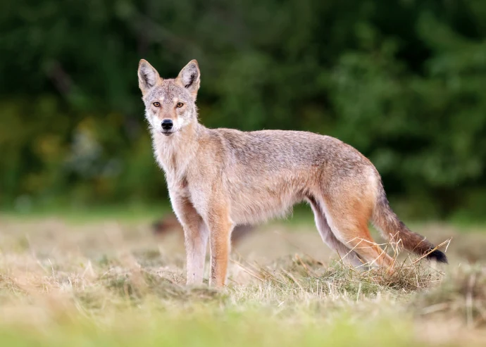 Coyote hunting