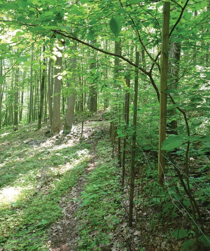 Fenced understory
