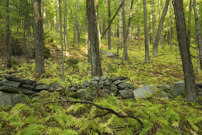 Hay scented fern understory