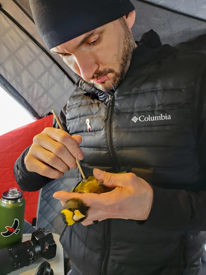 Bird tagging
