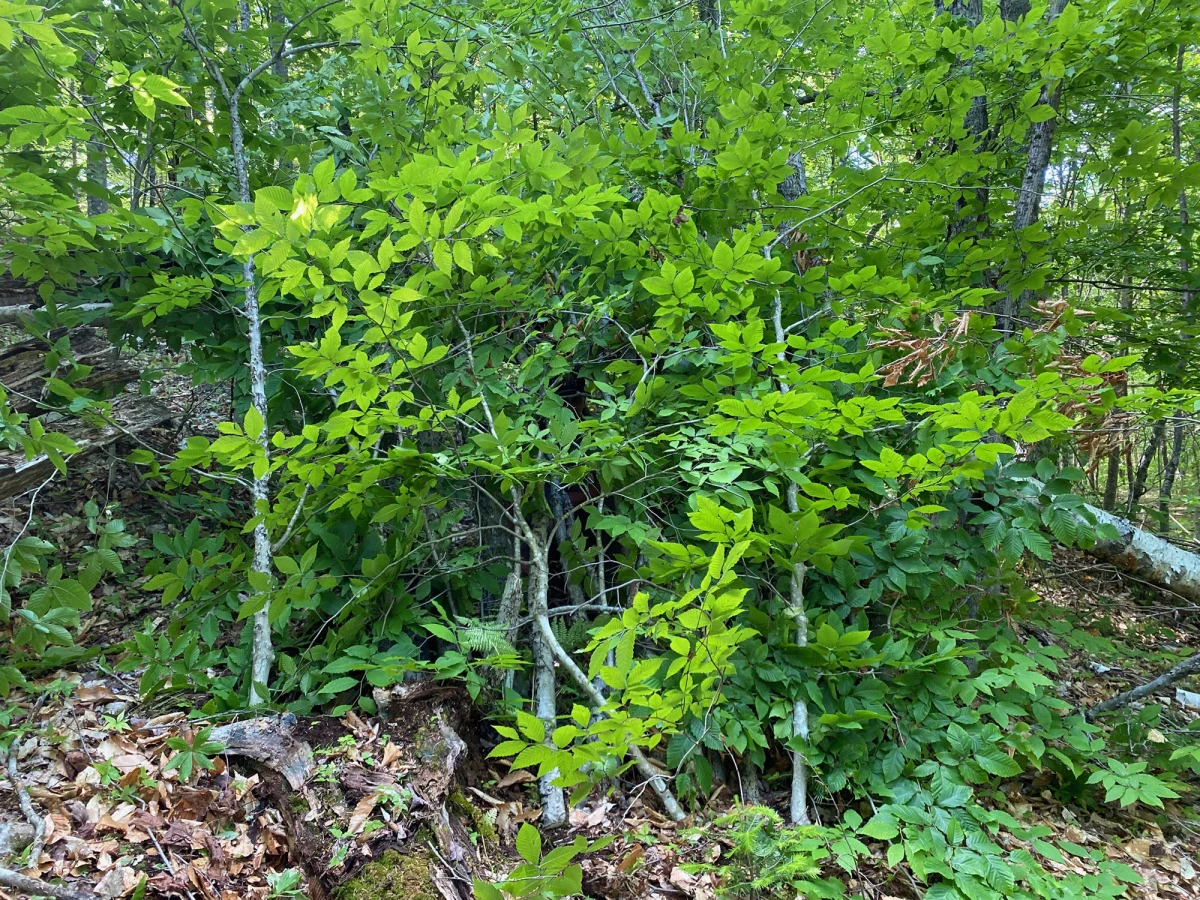 Wildlife blind