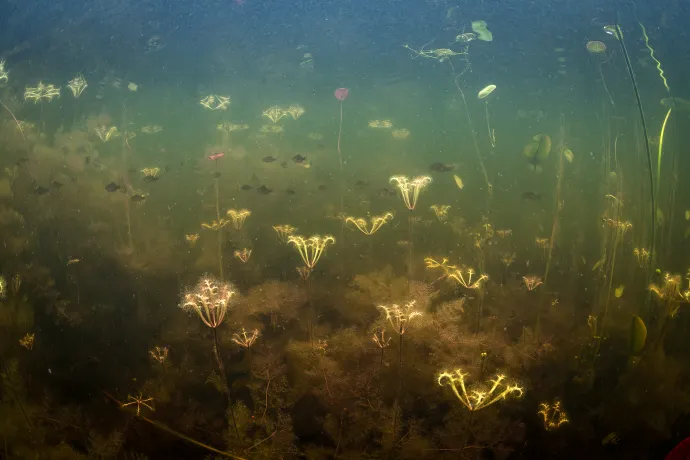 Fish in bladderwort