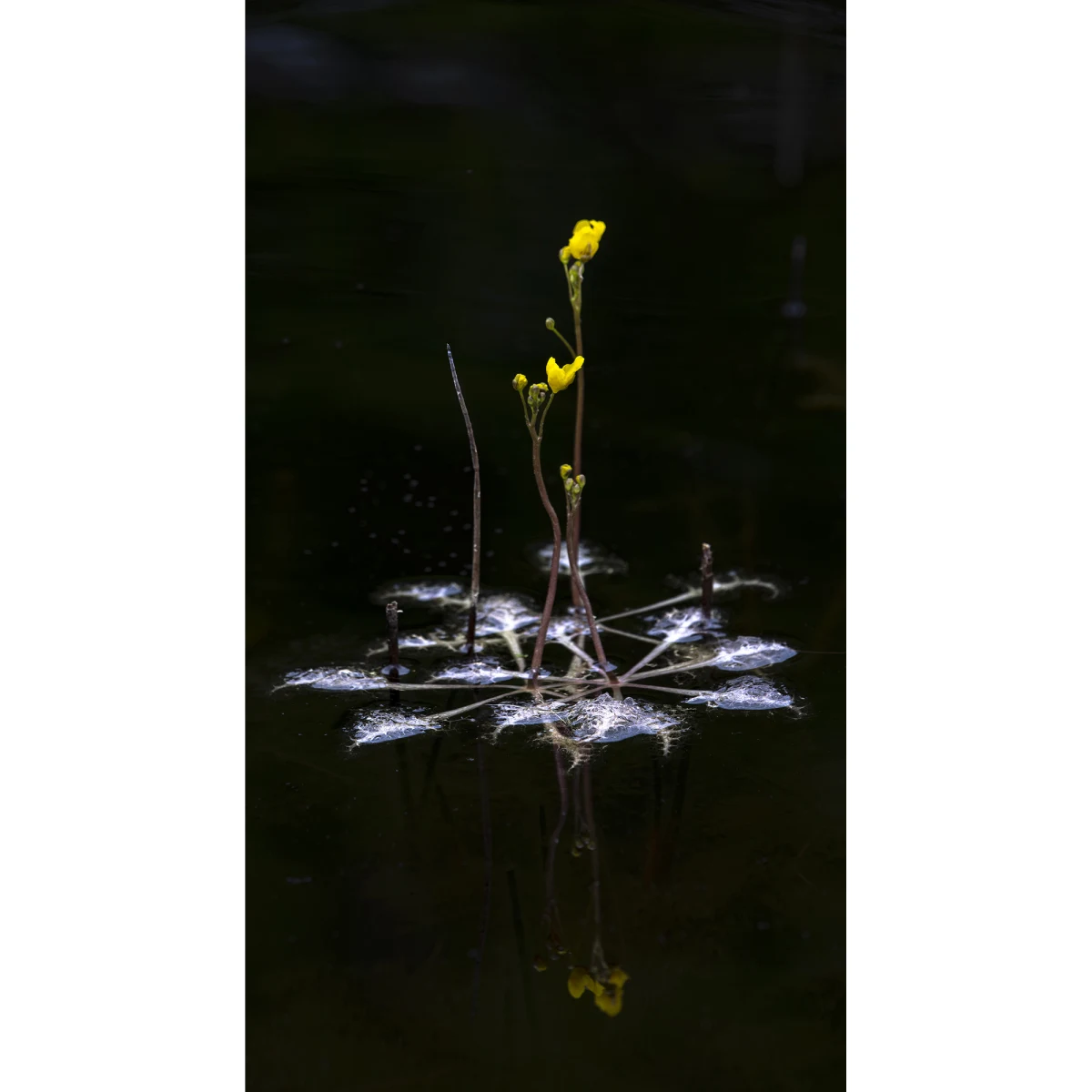 Bladderwort
