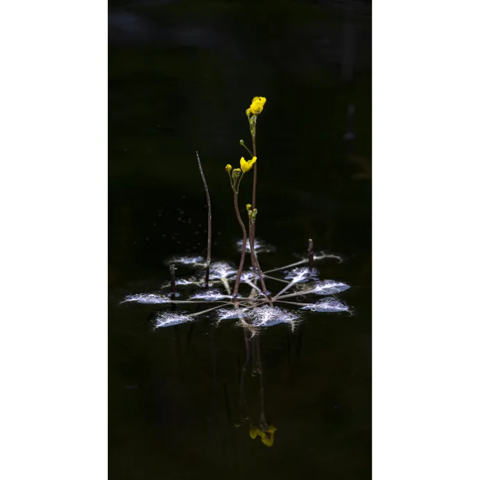 Bladderwort